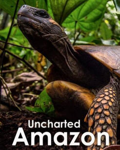 Uncharted Amazon